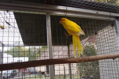 kakariky červenočelý žlutý