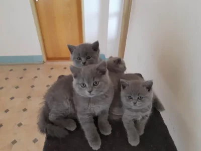 Britcká  modrá koťata