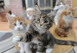 Koťata s rodokmenem Maine Coon registrovaná GCCF
