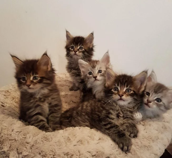 Koťata s rodokmenem Maine Coon registrovaná GCCF