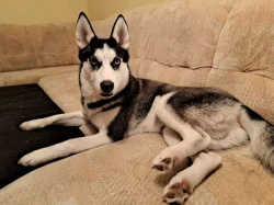 Prodám psa Husky