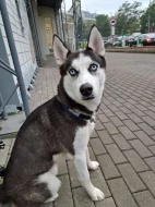 Prodám psa Husky