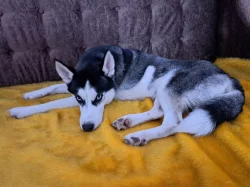 Prodám psa Husky