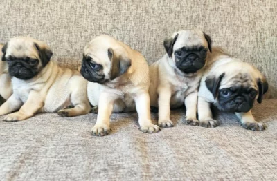 MOPS