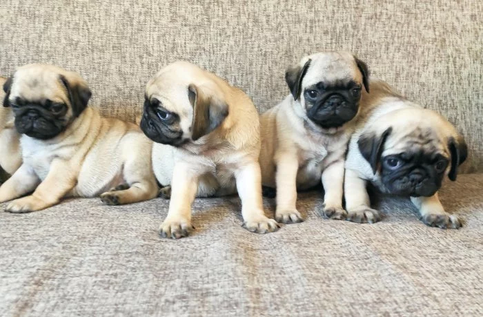 MOPS