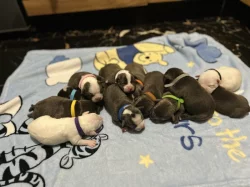 American bully pocket