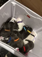 American bully pocket