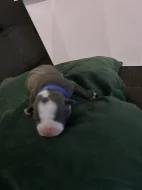 American bully pocket