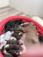 American bully pocket