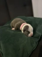 American bully pocket