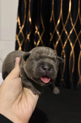 American bully pocket