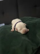 American bully pocket