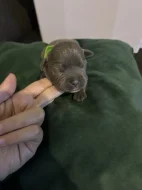 American bully pocket