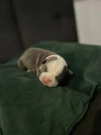 American bully pocket