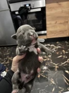 American bully pocket