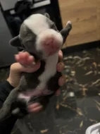 American bully pocket