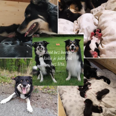 Border kolie trikolora s PP