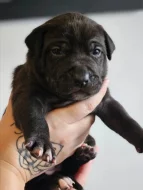 Stafordšírský bulteriér s pp