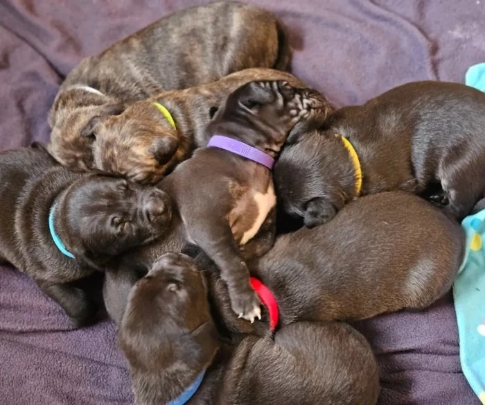 Stafordšírský bulteriér s pp