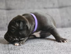 Stafordšírský bulteriér s pp