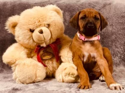 Rhodéský ridgeback - štěňátka s PP