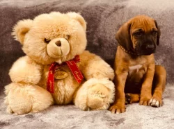 Rhodéský ridgeback - štěňátka s PP