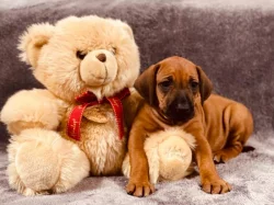 Rhodéský ridgeback - štěňátka s PP