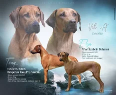 Rhodéský ridgeback - štěňátka s PP