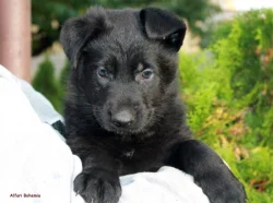 Německý ovčák - pejsci s PP