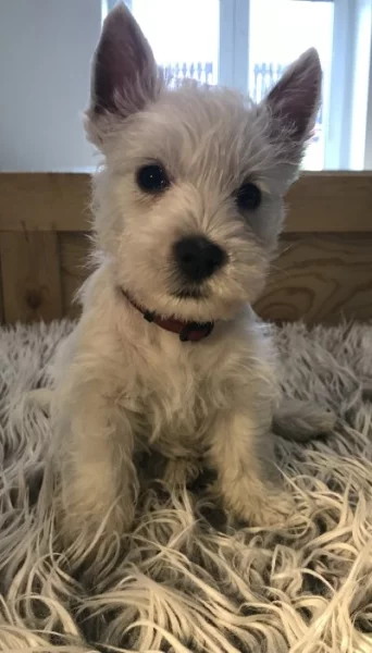 Nabízím štěňata westíků s pp