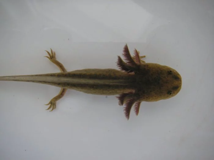 Axolotl mexický