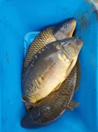 Kapr trofejní 5-10kg