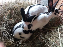 Prodám české strakáče a jejich křížence