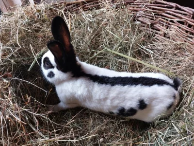 Prodám české strakáče a jejich křížence