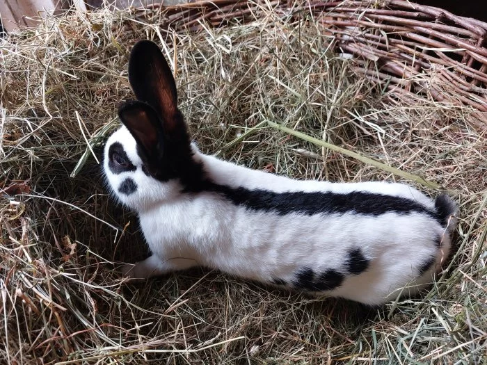 Prodám české strakáče a jejich křížence