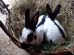 Prodám české strakáče a jejich křížence