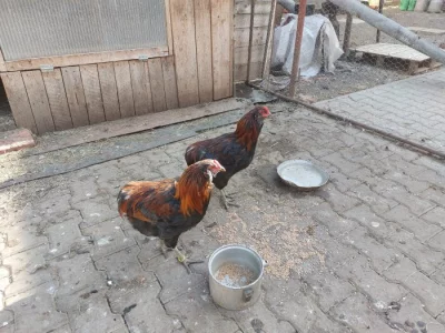 Prodám kohouty araukána