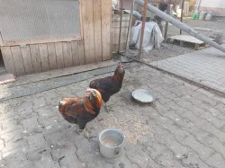 Prodám kohouty araukána