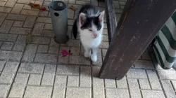 Darujeme kocourka
