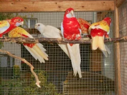 Penant zlatý pastel