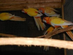 Penant zlatý pastel