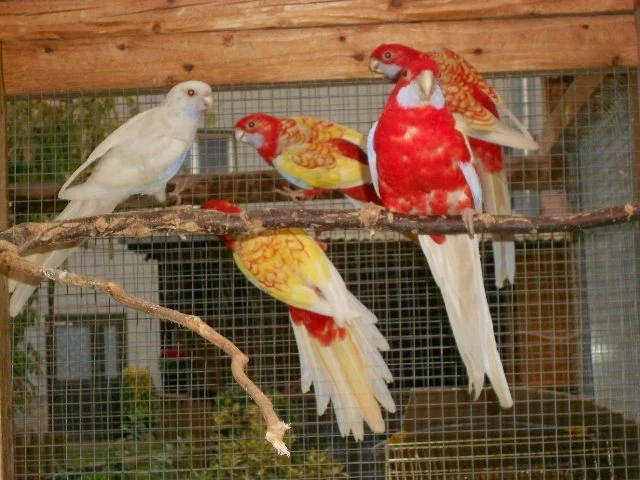 Penant zlatý pastel