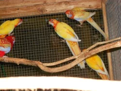 Penant zlatý pastel