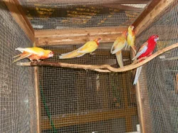 Penant zlatý pastel