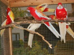 Penant zlatý pastel