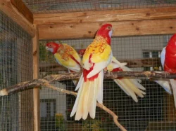 Penant zlatý pastel