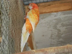 Penant lutino