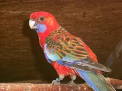 Penant lutino