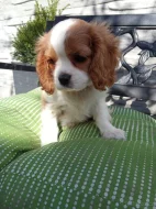 Kavalír king Charles Španěl