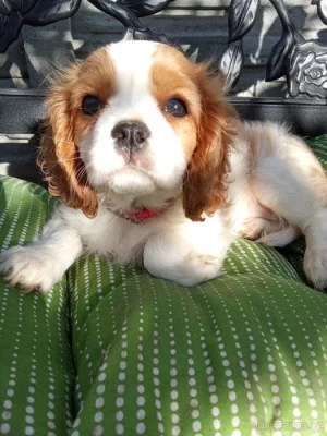 Kavalír king Charles Španěl